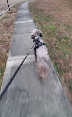 Walking w ENZO