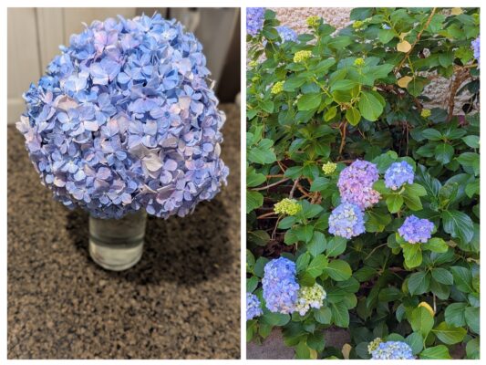 Hydrangea from Garden to Kitchen