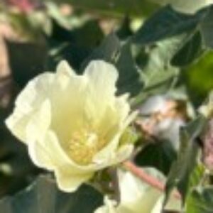 Profile photo of Hlarice Marteka Fairweather